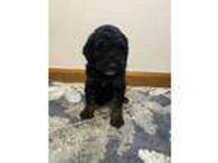 Mutt Puppy for sale in Muscatine, IA, USA