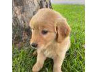 Golden Retriever Puppy for sale in Inverness, FL, USA