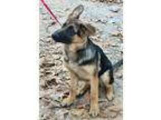 German Shepherd Dog Puppy for sale in Newalla, OK, USA