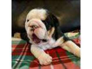 Bulldog Puppy for sale in Weimar, TX, USA