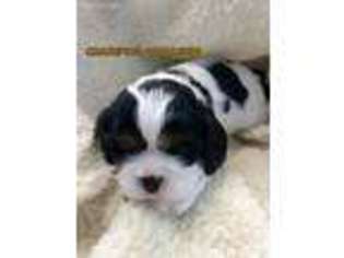 Cavalier King Charles Spaniel Puppy for sale in Roscoe, SD, USA