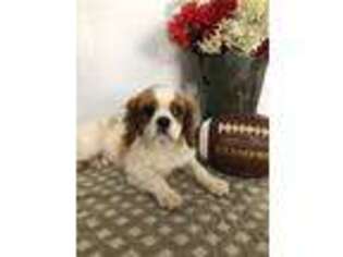 Cavalier King Charles Spaniel Puppy for sale in Lagrange, IN, USA