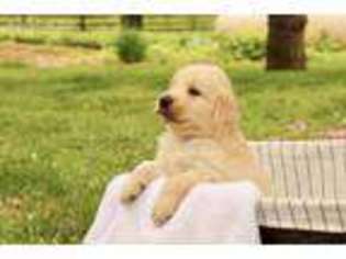 Golden Retriever Puppy for sale in Leola, PA, USA