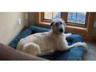 Irish Wolfhound Puppy for sale in Green Bay, WI, USA
