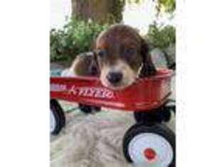 Dachshund Puppy for sale in New Albany, MS, USA