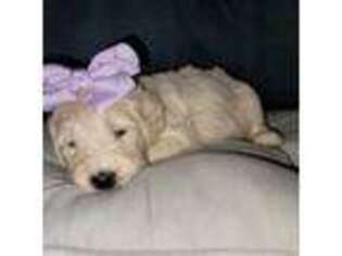 Goldendoodle Puppy for sale in Camden, SC, USA