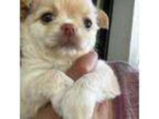 Chihuahua Puppy for sale in Weymouth, MA, USA