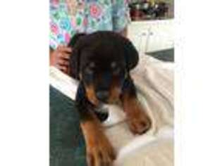 Rottweiler Puppy for sale in Kings Mountain, NC, USA