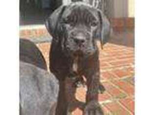 Cane Corso Puppy for sale in Montgomery, AL, USA