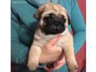 Pug Puppy for sale in Sand Springs, OK, USA