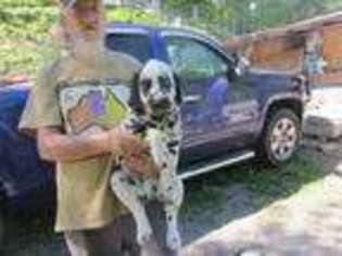 Dalmatian Puppy for sale in Pennington Gap, VA, USA
