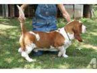 Basset Hound Puppy for sale in SUN CITY, AZ, USA