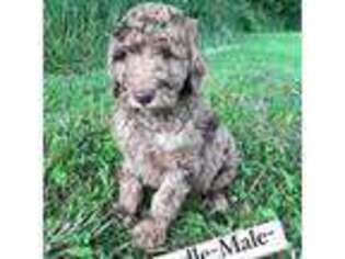 Goldendoodle Puppy for sale in Mason, IL, USA