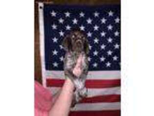 German Shorthaired Pointer Puppy for sale in Akron, IN, USA