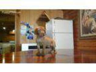 Vizsla Puppy for sale in Lucerne Valley, CA, USA