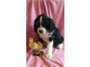 English Springer Spaniel Puppy for sale in Riverside, TX, USA