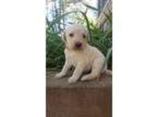 Labradoodle Puppy for sale in Blairsville, GA, USA
