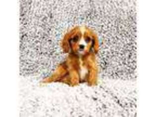 Cavalier King Charles Spaniel Puppy for sale in Sarasota, FL, USA