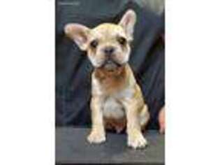 French Bulldog Puppy for sale in Fisher, MN, USA
