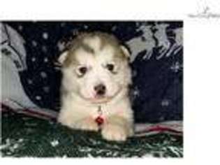 Alaskan Malamute Puppy for sale in Saint Louis, MO, USA