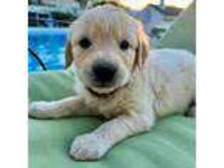 Golden Retriever Puppy for sale in Lewiston, ID, USA