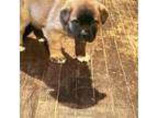 Boerboel Puppy for sale in Pine Bluff, AR, USA