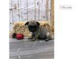 Pug Puppy for sale in Fort Wayne, IN, USA