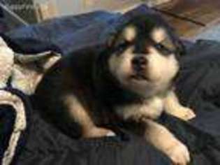 Alaskan Malamute Puppy for sale in Champaign, IL, USA