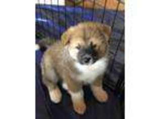 Akita Puppy for sale in Vista, CA, USA