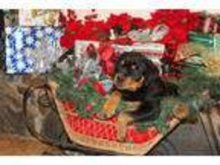 Rottweiler Puppy for sale in Orangevale, CA, USA