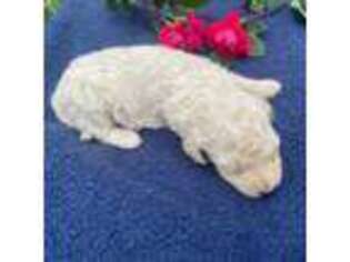 Goldendoodle Puppy for sale in Temperance, MI, USA