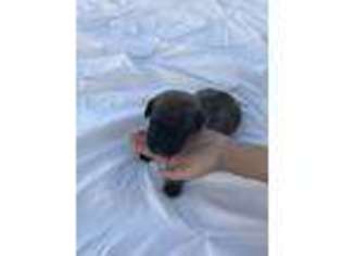 Mastiff Puppy for sale in Eden, NY, USA