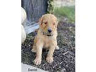Goldendoodle Puppy for sale in Fremont, NE, USA