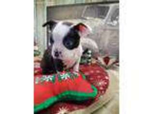Boston Terrier Puppy for sale in Winlock, WA, USA