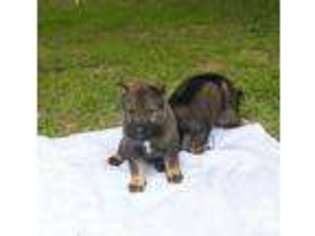 German Shepherd Dog Puppy for sale in DITTMER, MO, USA