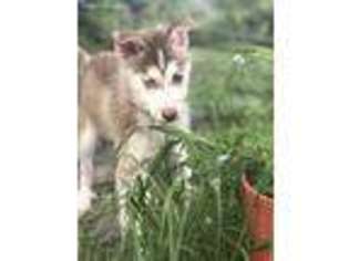 Siberian Husky Puppy for sale in Titusville, FL, USA