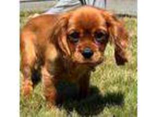 Cavalier King Charles Spaniel Puppy for sale in Puyallup, WA, USA