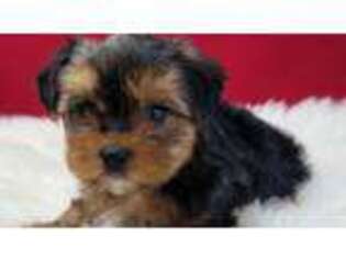 Yorkshire Terrier Puppy for sale in Covington, TX, USA