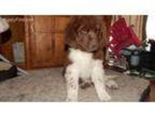 Newfoundland Puppy for sale in Bridgeport, NY, USA