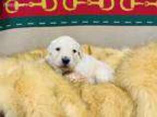 Golden Retriever Puppy for sale in Sugar Valley, GA, USA