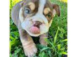 Bulldog Puppy for sale in Bethel, PA, USA