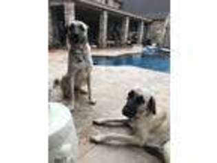 Anatolian Shepherd Puppy for sale in Midland, TX, USA