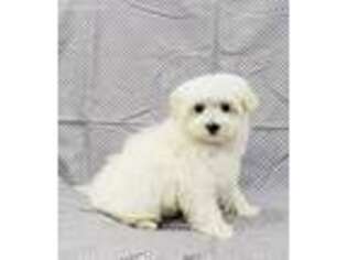 Maltese Puppy for sale in Perdido, AL, USA