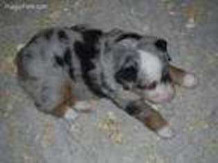 Australian Shepherd Puppy for sale in Plainwell, MI, USA