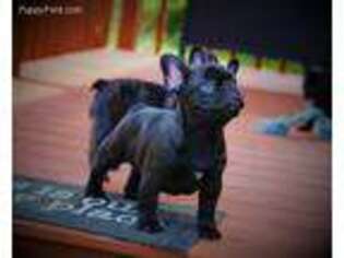 French Bulldog Puppy for sale in Big Stone Gap, VA, USA