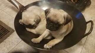 Pug Puppy for sale in Duluth, MN, USA
