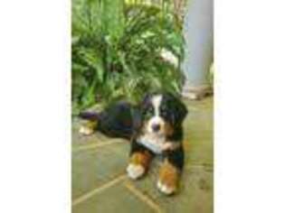 Bernese Mountain Dog Puppy for sale in Moravian Falls, NC, USA