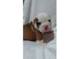 Bulldog Puppy for sale in Akron, OH, USA