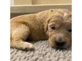 Goldendoodle Puppy for sale in Sacramento, CA, USA