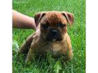 Bulldog Puppy for sale in Eau Claire, WI, USA